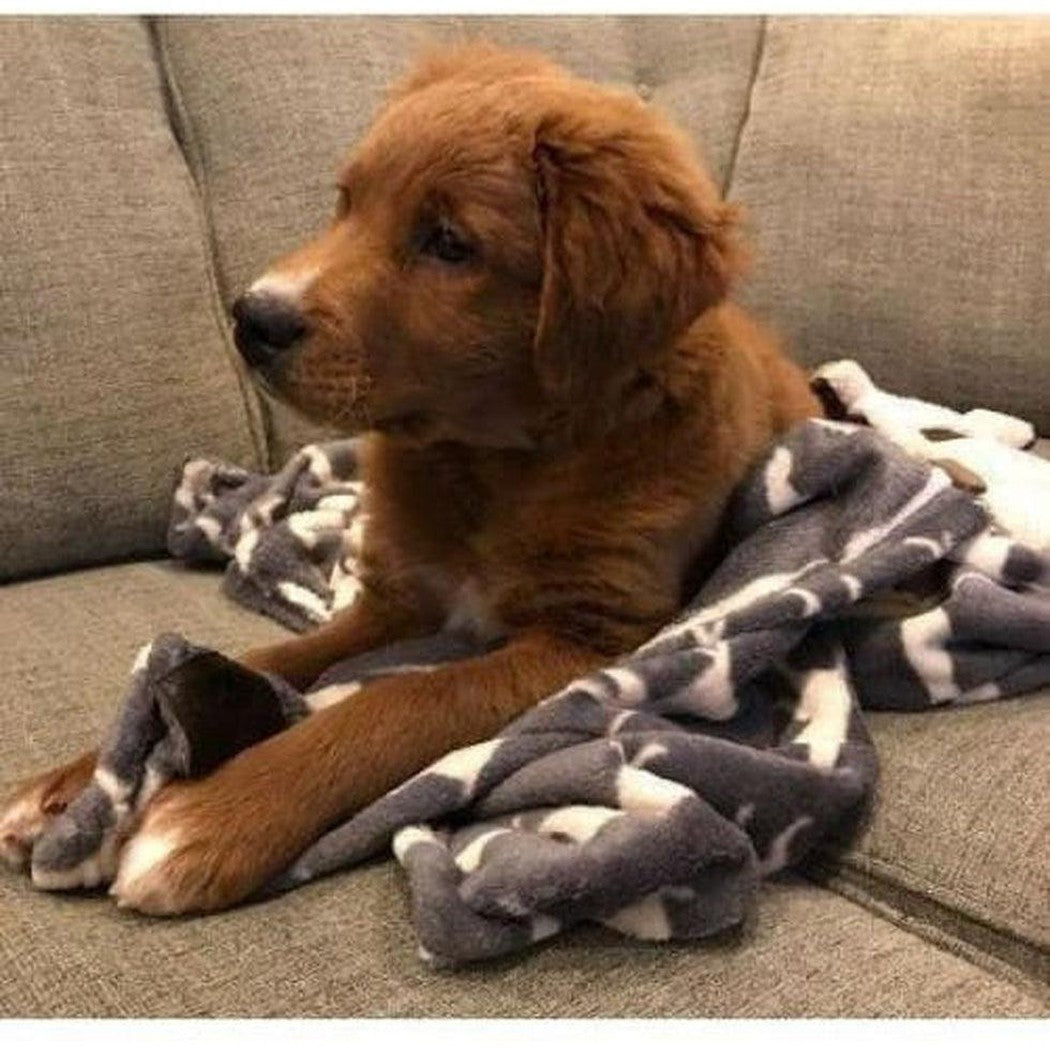 A brown puppy lies on a Charcoal Tall Tails Icon Blanket on a gray couch.