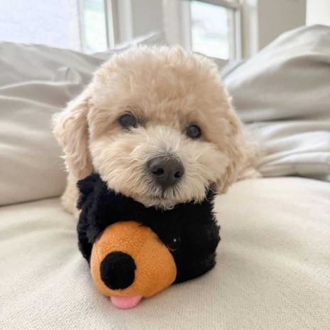 A fluffy puppy holds the Tall Tails Indoor Fetch Ball 2 in 1 Toy 4" in a black bear color while lying on a light-colored couch.