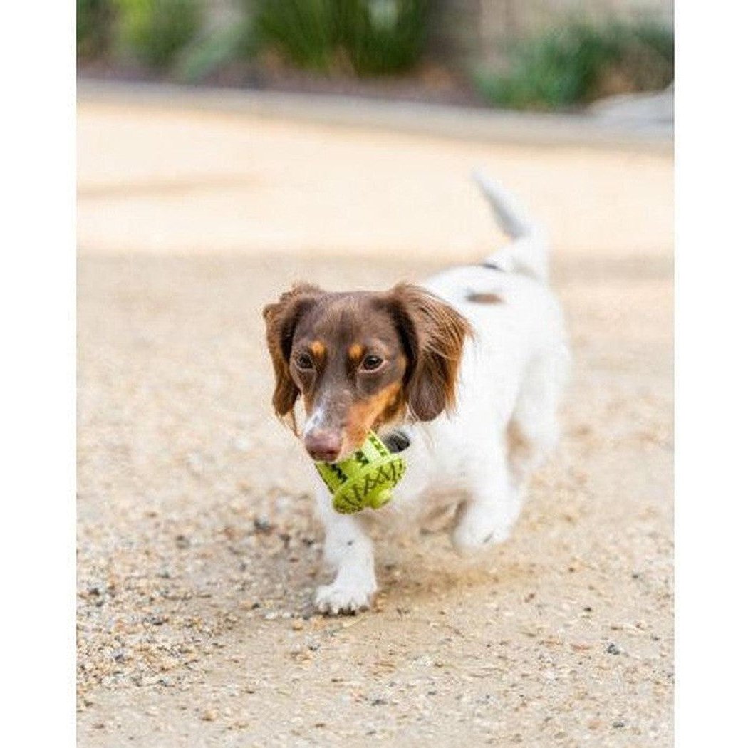 A small dog carries the Tall Tails Natural Rubber Acorn Toy while walking on a gravel path.