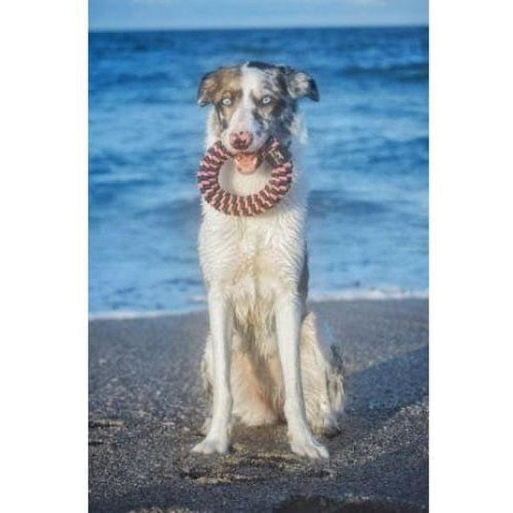A dog sits on a beach with a Tall Tails Pink Braided Ring Toy in its mouth.