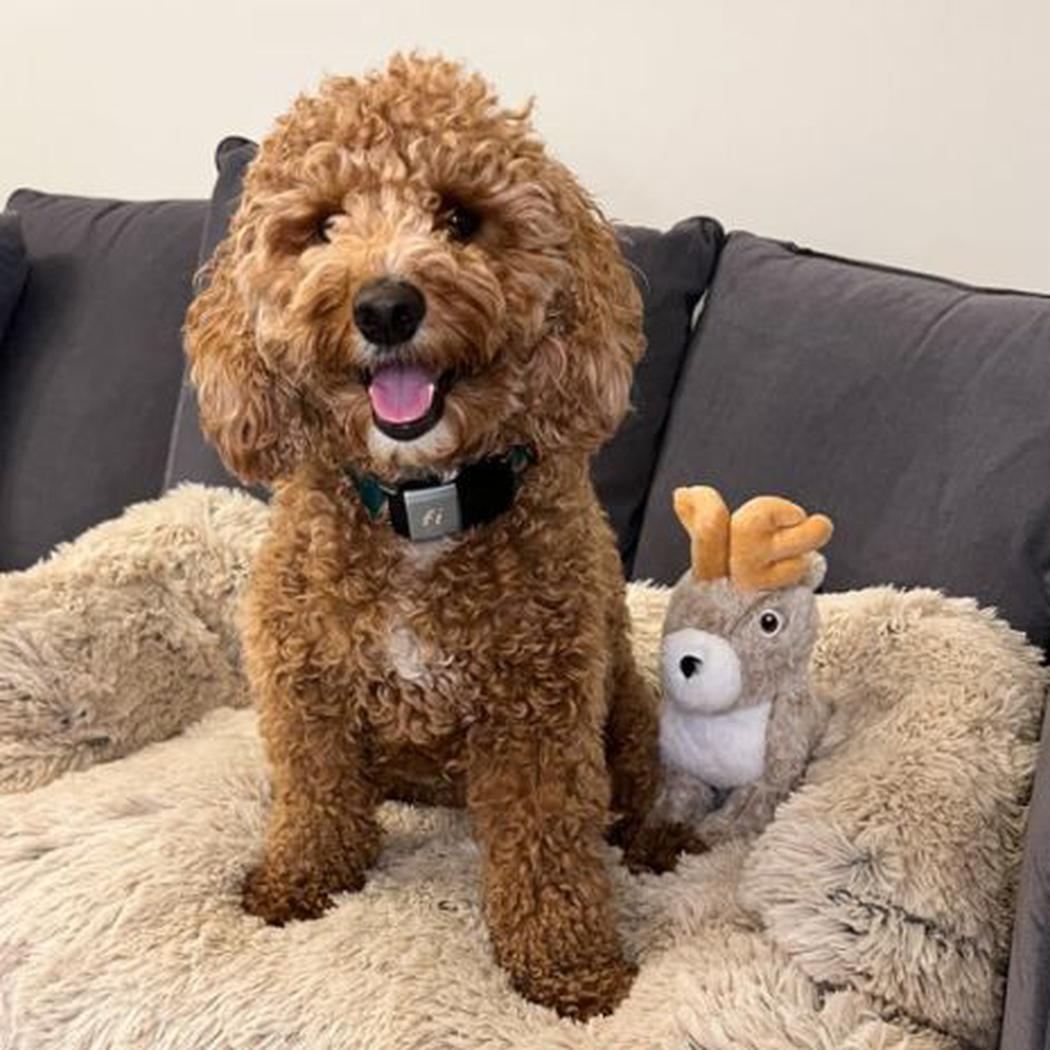 Tall Tails Plush Jackalope Twitchy Toy - 9"-Pets - Toys-Appalachian Outfitters
