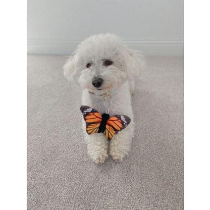 A white dog wearing a collar holds a Tall Tails Plush Monarch Squeaker Toy on a light gray carpet.