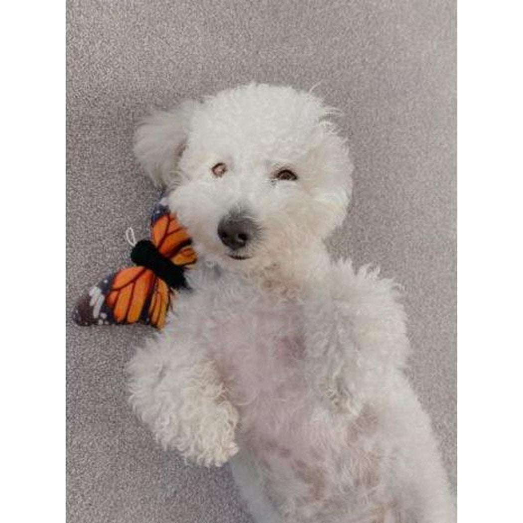 Tall Tails Plush Monarch Squeaker Toy - 6"-Pets - Toys-Appalachian Outfitters