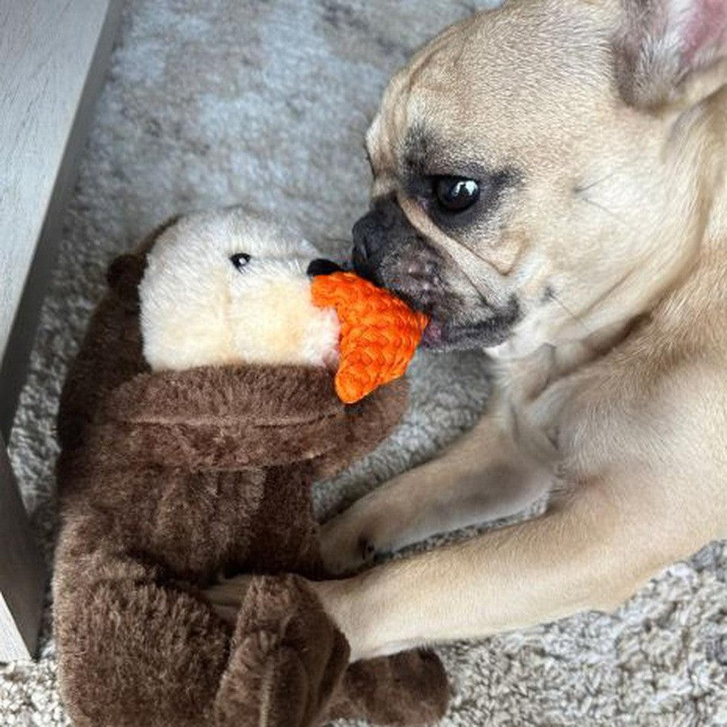 A French bulldog plays with the Tall Tails Rope Body Otter 13" toy on a carpeted floor.