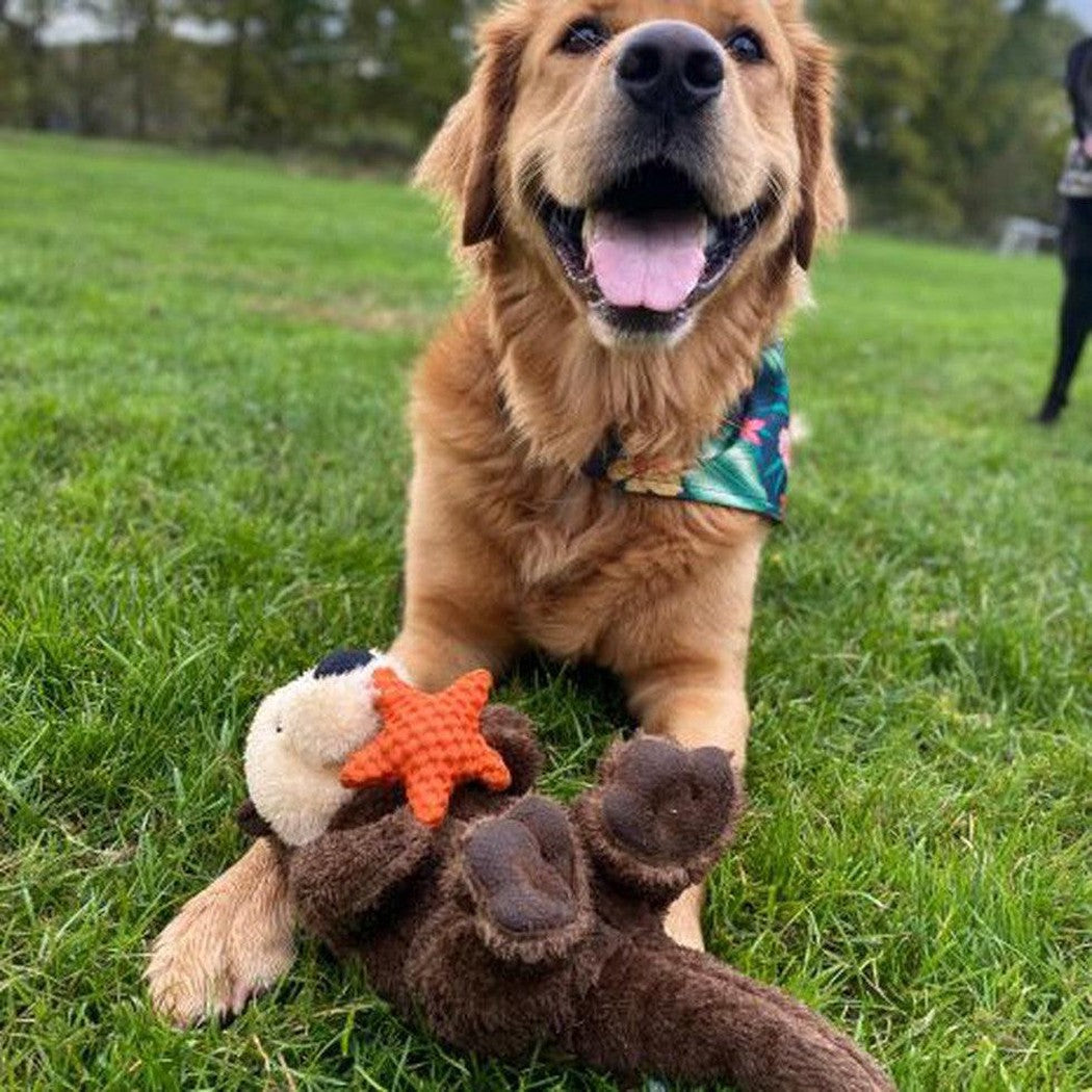 A golden retriever wearing a green floral harness plays with a brown Tall Tails Rope Body Otter 13" toy on a grassy field.