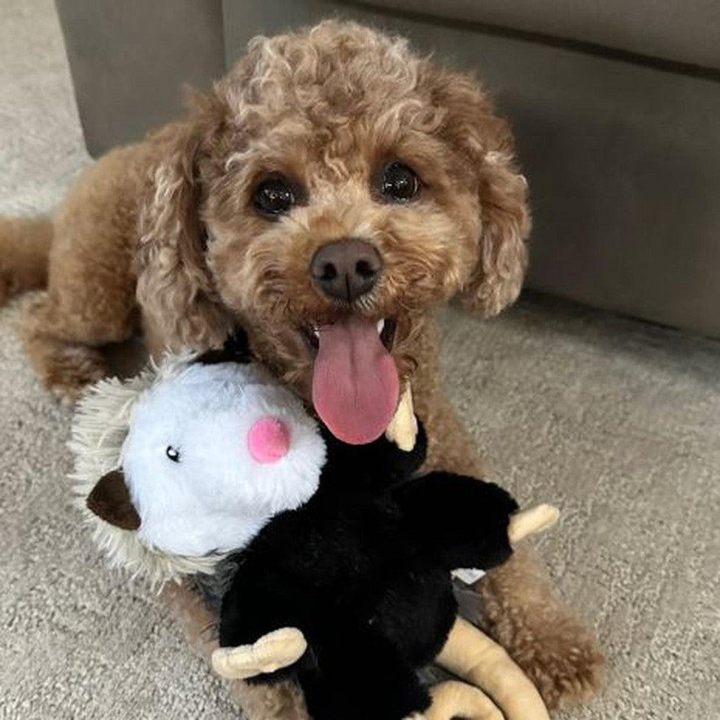A brown dog with a plush possum toy in its mouth, lying on a carpeted floor near a couch.